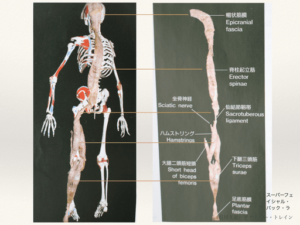 筋膜（後部）の写真