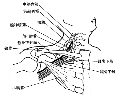 胸郭出口症候群 山梨県甲府市の 整体院 整骨院信玄 腰 膝 肩痛に人気